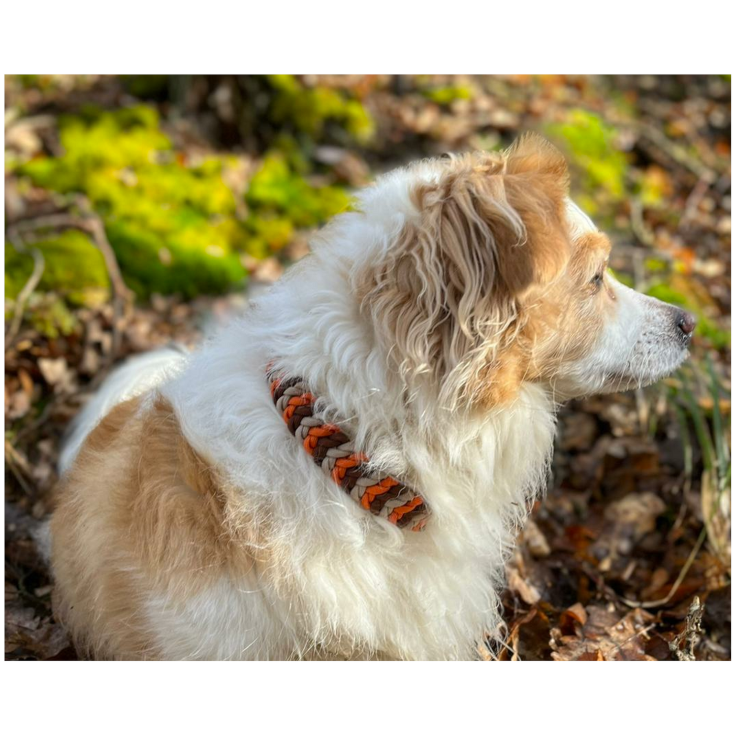 Paracord Halsband Little Snake - Farben: Chocolate Brown, Sand, Fox Orange