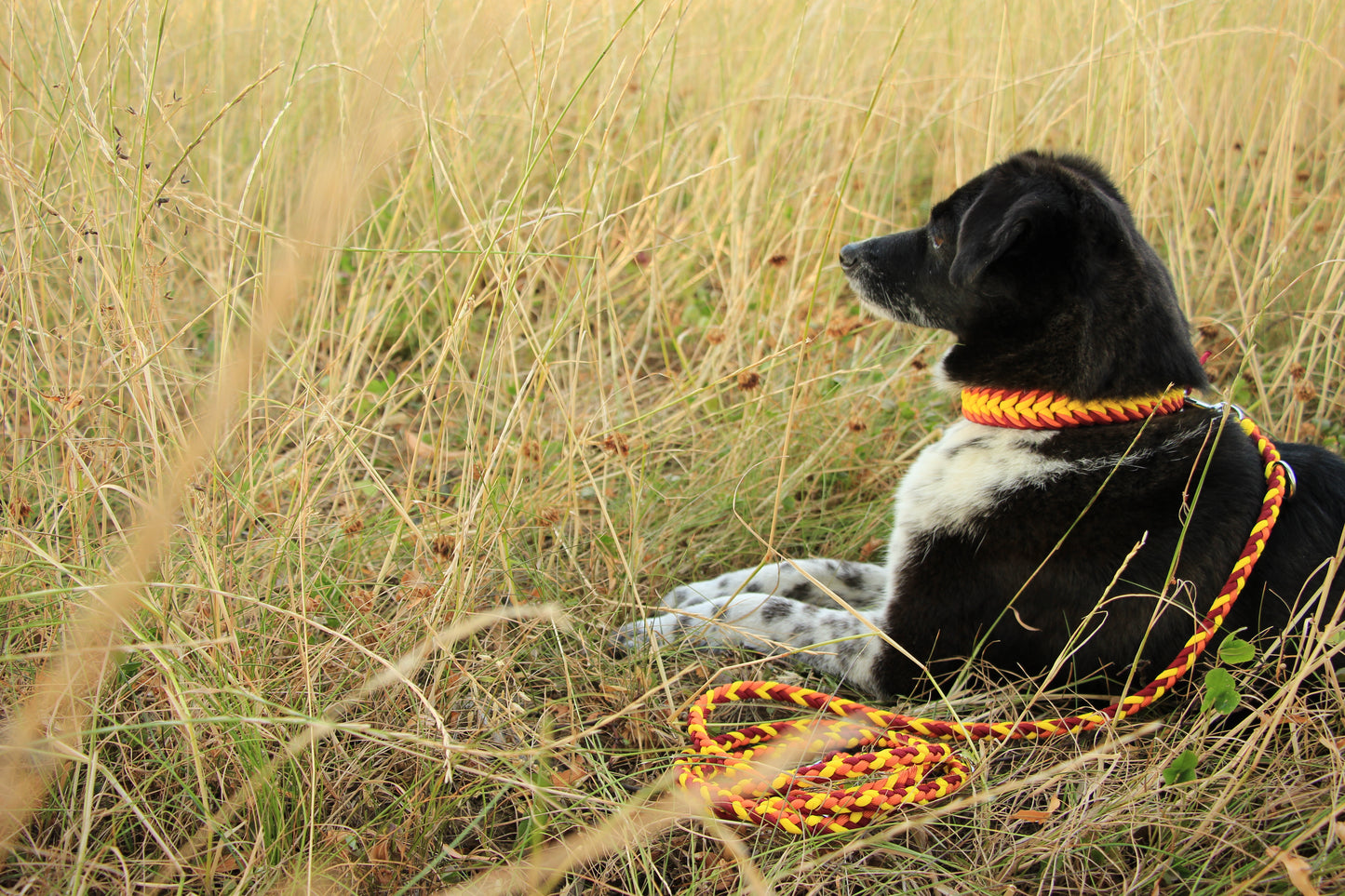 Paracord Halsband Dream - Farben nach Wahl